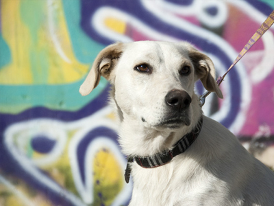 Η Louisa ψάχνει σπίτι!